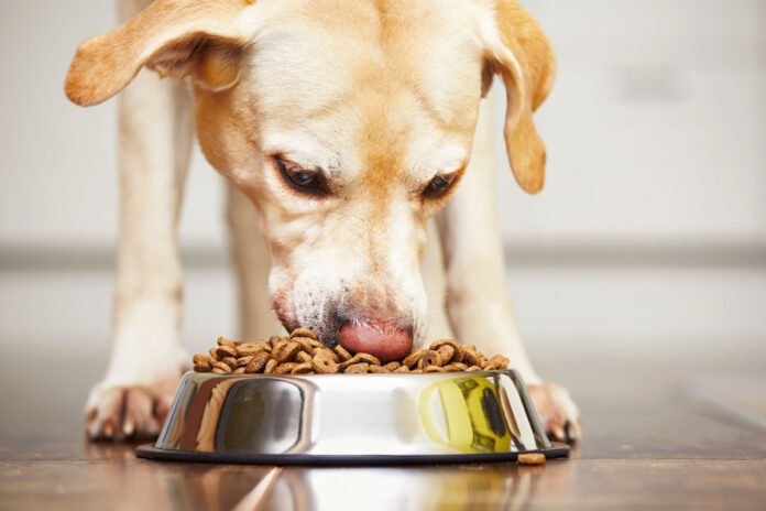 Can I Feed My Dog Raw Food And Kibble
