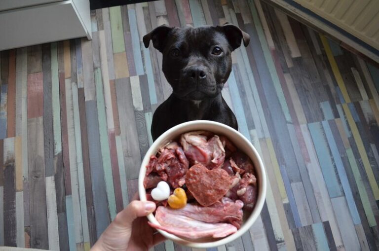 Can I Feed My Dog Raw Meat And Dry Food?