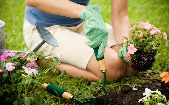 5 Easy Tips to Pest Proof Your Garden in Vancouver